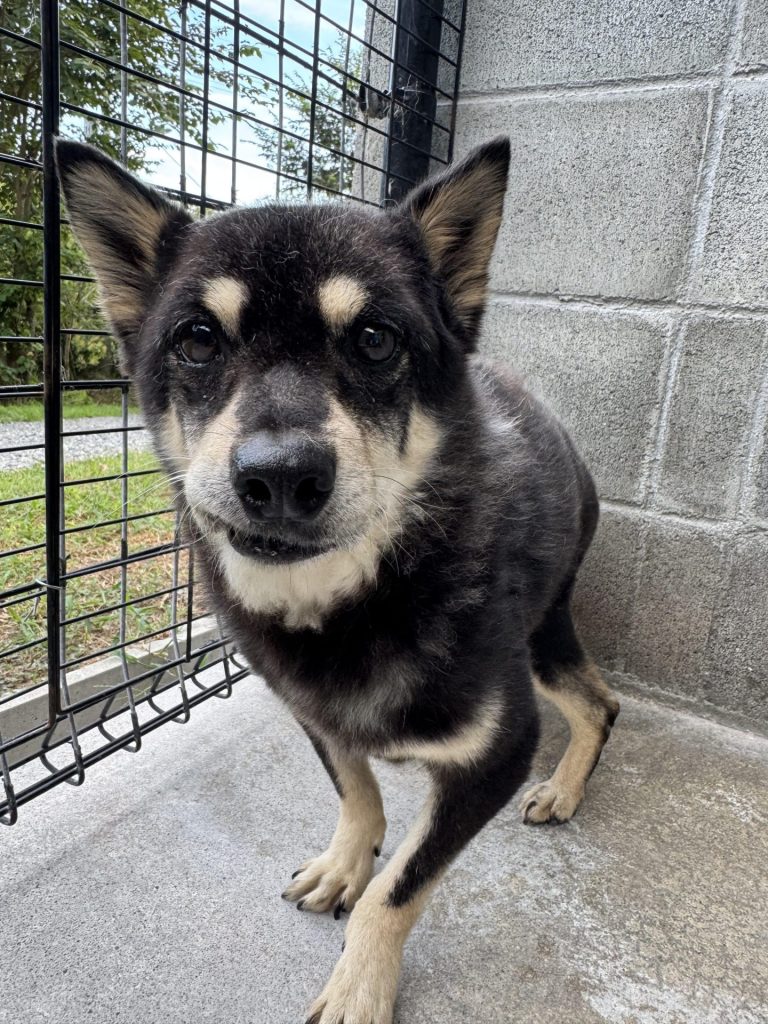 ワンだふるファミリーからの近況報告:2025年9月15日(月曜日) 18 890c56827e3dbfcfe0559cfed07e2db8