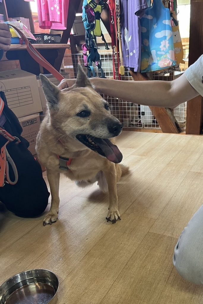 ワンだふるファミリーからの近況報告:2025年9月15日(月曜日) 19 e8112e5b8c840f0db87c07533c7f1bc0