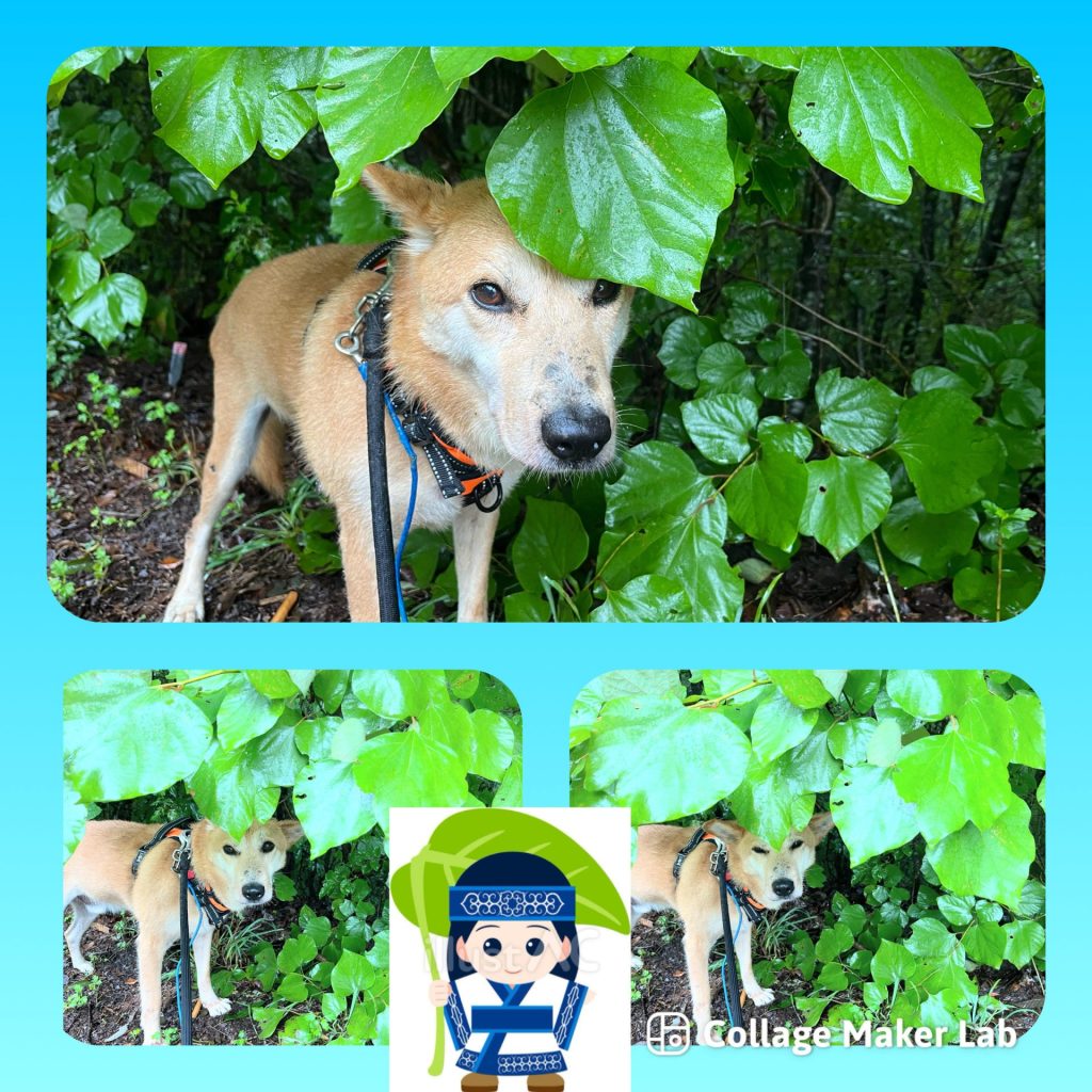 ワンだふるファミリーからの近況報告:2025年9月15日(月曜日) 21 79374f9f1015ffc8aeba04e422be6a06