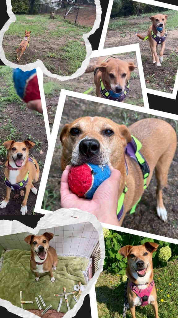 ワンだふるファミリーからの近況報告:2025年9月15日(月曜日) 23 bfee5af93e6b2c3815c1394ed7a853a9