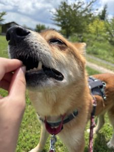 a9817aa543242a19514a2db29a6dc1c5