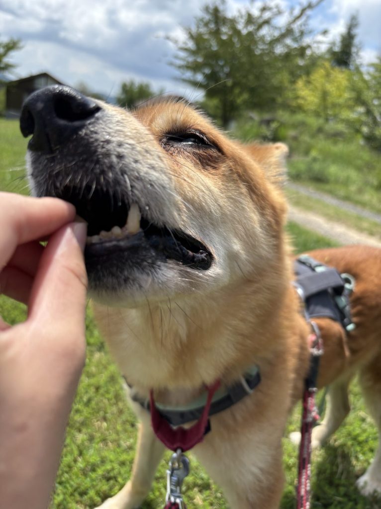 ワンだふるファミリーからの近況報告:2025年9月15日(月曜日) 24 a9817aa543242a19514a2db29a6dc1c5