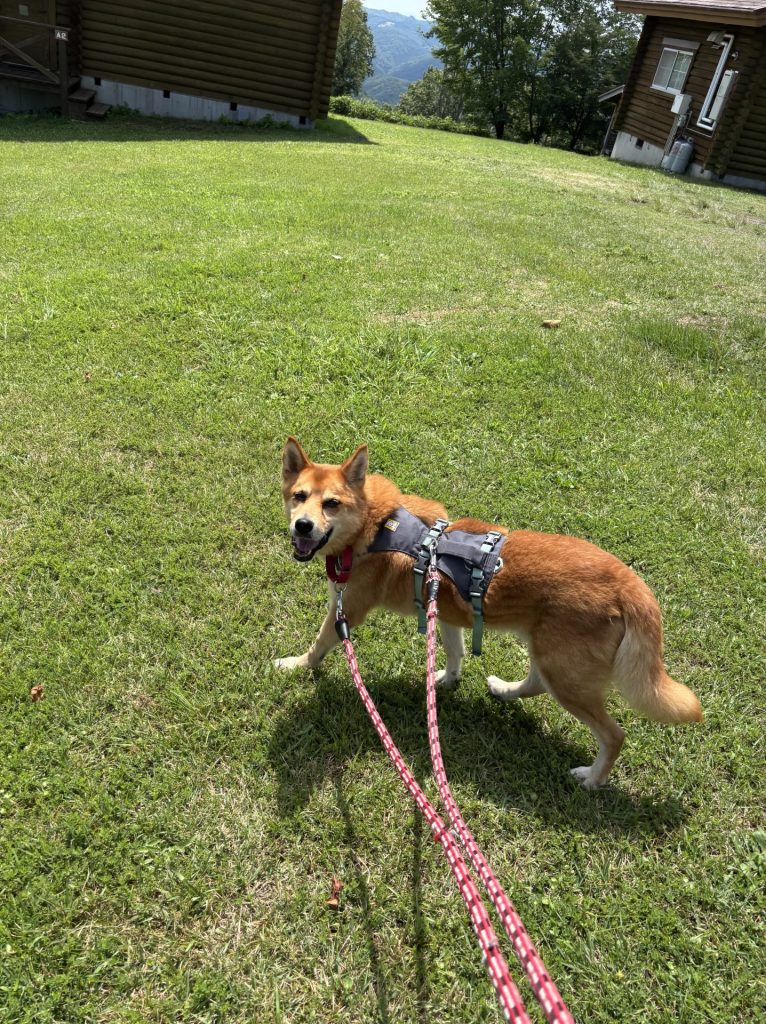 ワンだふるファミリーからの近況報告:2025年9月15日(月曜日) 25 822a8a665bdbed6b0e034ed886b9922a