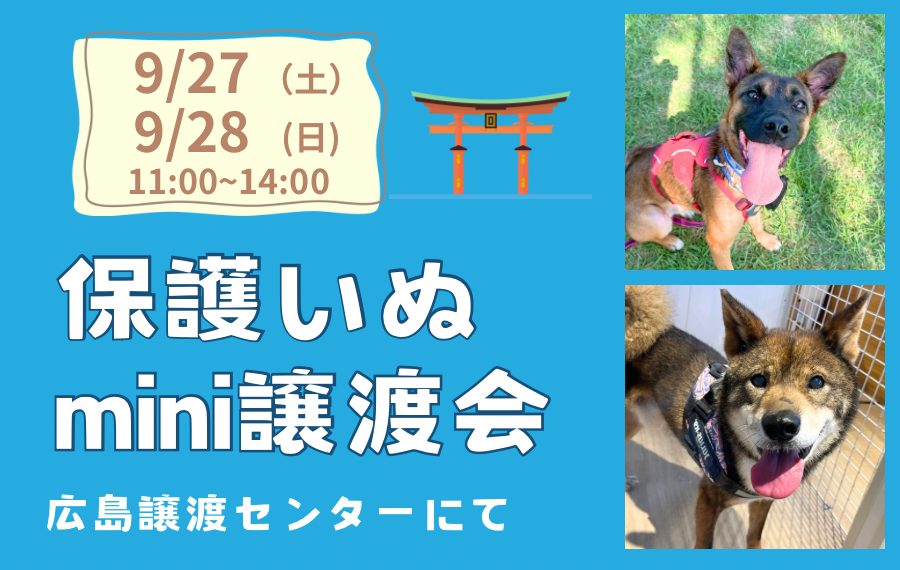 【ピースワンコの譲渡会】9/27(土)、28(日)保護いぬmini譲渡会(広島譲渡センター) 7 eyecatch 15