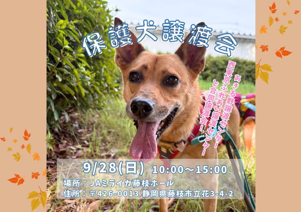 【ピースワンコの譲渡会】9/28(日)「3店舗合同☆保護犬譲渡会」を開催(静岡/藤枝市) 2 e358db6889ddf9abe649490b7e4f3539 1