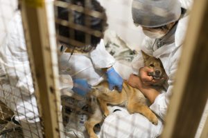 犬の狂犬病について|人と犬が幸せに暮らしていくために知ってほしいこと【獣医師監修】 15 ef83b04bd45c175e3038f346037c8268