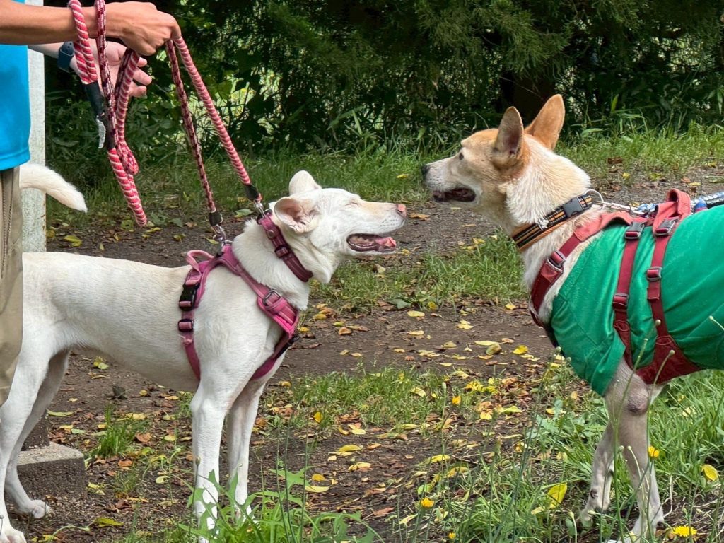 86a4f2a3c0837648c4d73e07b40f8082