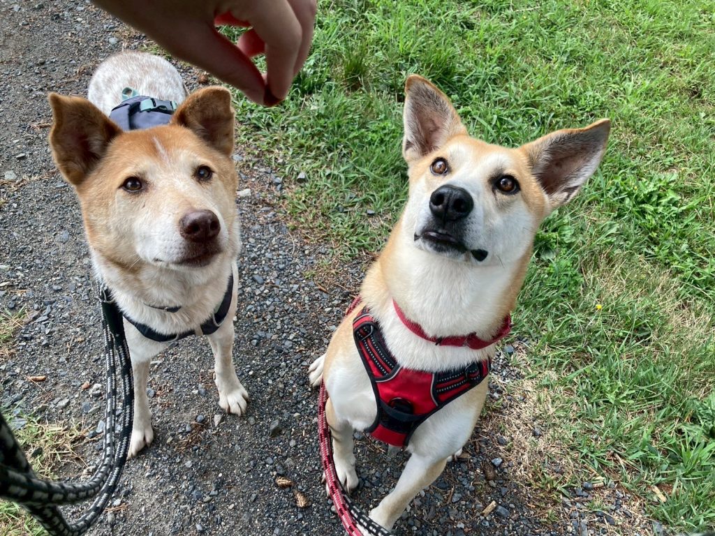 294a200102d27720e6dd767ae7f08fe5