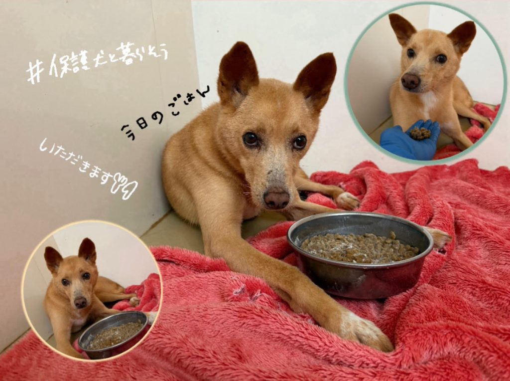 e87f1086f7bf9f59f1ec0b2dd2f320a4