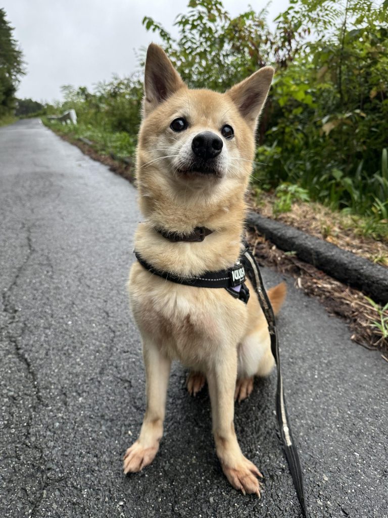 2e32f8532941dc505ac49cad8f73214e