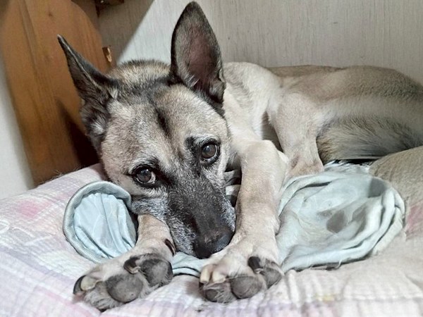 【ワンだふるLIFE】二度と犬は迎えない―。里親さまの心を動かした「グローブ」 2 20250926 G 1