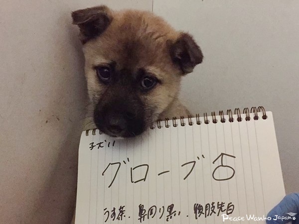 【ワンだふるLIFE】二度と犬は迎えない―。里親さまの心を動かした「グローブ」 3 20250926 G 0