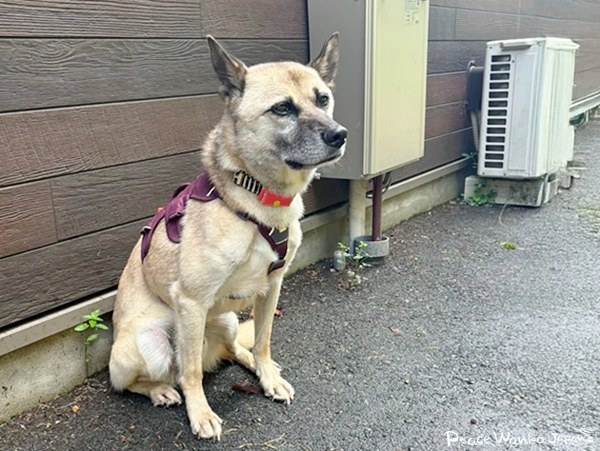 【ワンだふるLIFE】二度と犬は迎えない―。里親さまの心を動かした「グローブ」 6 6799135846a9ed29dd739a311020fd0c