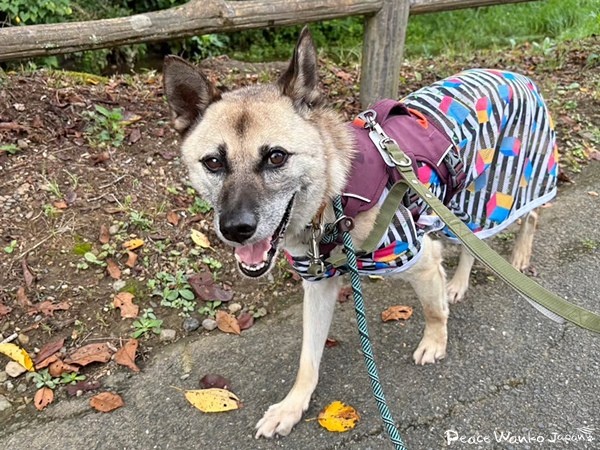 【ワンだふるLIFE】二度と犬は迎えない―。里親さまの心を動かした「グローブ」 8 da830d827e78ef5b9a047340a6cdf9b3