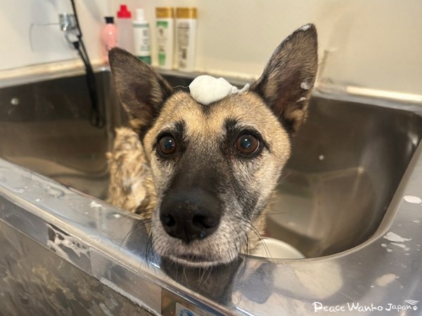 【ワンだふるLIFE】二度と犬は迎えない―。里親さまの心を動かした「グローブ」 7 c76d2c2789dbccb44b63968d9f1e17d8