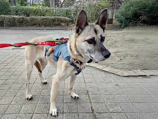 【ワンだふるLIFE】二度と犬は迎えない―。里親さまの心を動かした「グローブ」 9 20250926 G 2