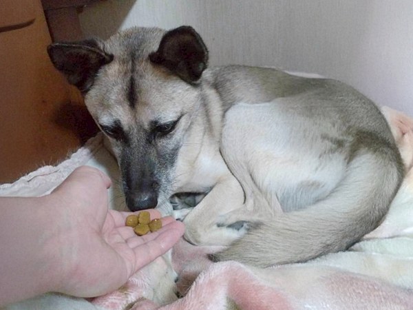 【ワンだふるLIFE】二度と犬は迎えない―。里親さまの心を動かした「グローブ」 10 20250926 G 4