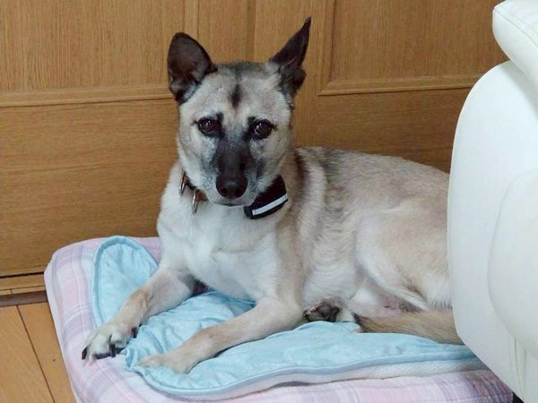 【ワンだふるLIFE】二度と犬は迎えない―。里親さまの心を動かした「グローブ」 11 20250926 G 3 1