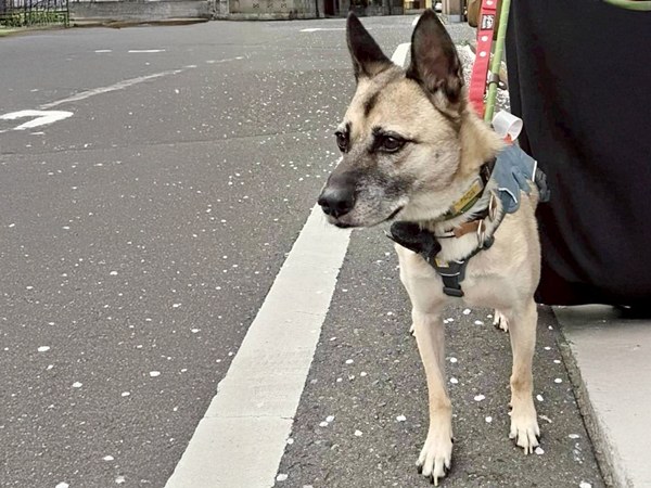 【ワンだふるLIFE】二度と犬は迎えない―。里親さまの心を動かした「グローブ」 15 20250926 G 5