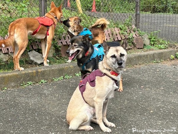 【ワンだふるLIFE】二度と犬は迎えない―。里親さまの心を動かした「グローブ」 14 920f1d4b596a76bb40dabdd258d8fabb 1