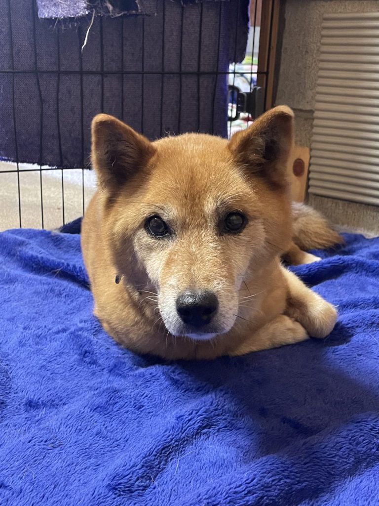 a4873506caba8ac3babd7fcfb95ffa50