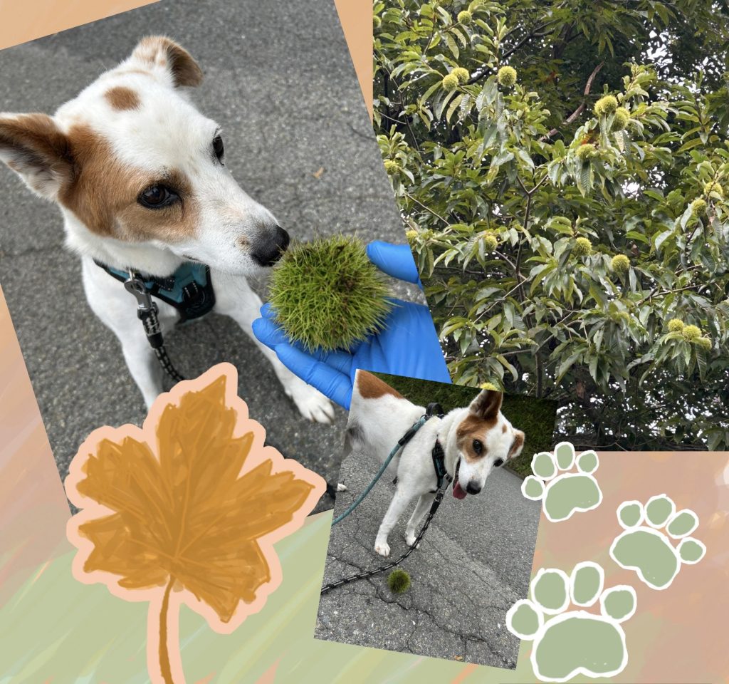 210da2cf24892a8575697fed6df1077f