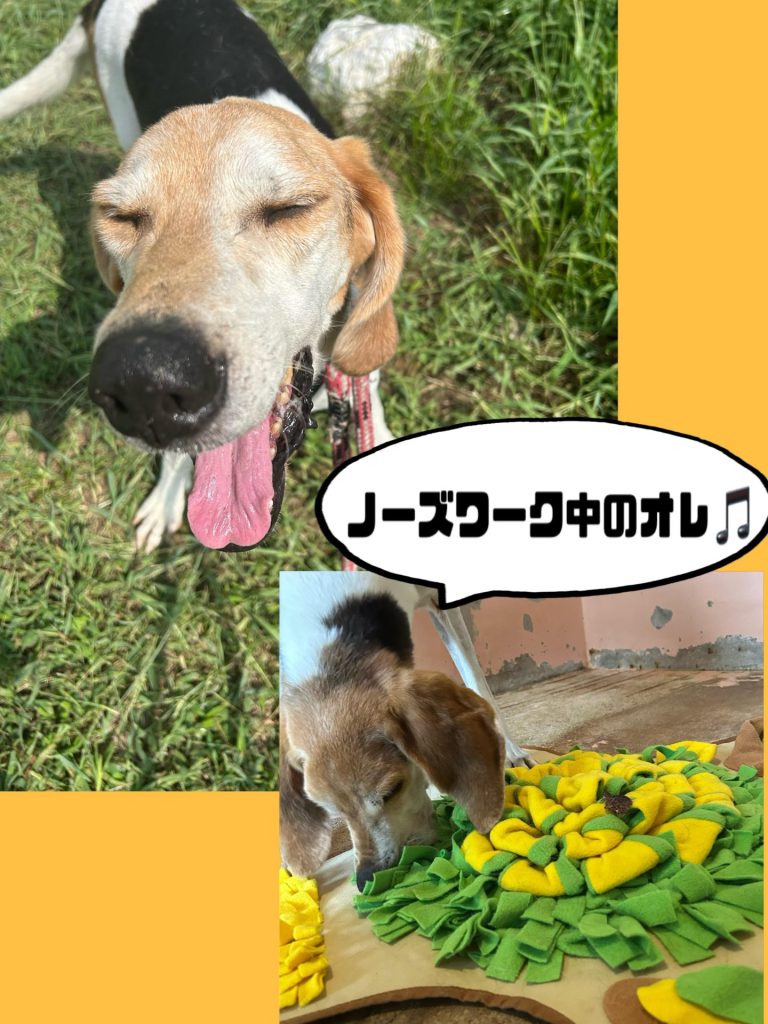 e4f3e565e0f2dc5c990d3196540fdd41