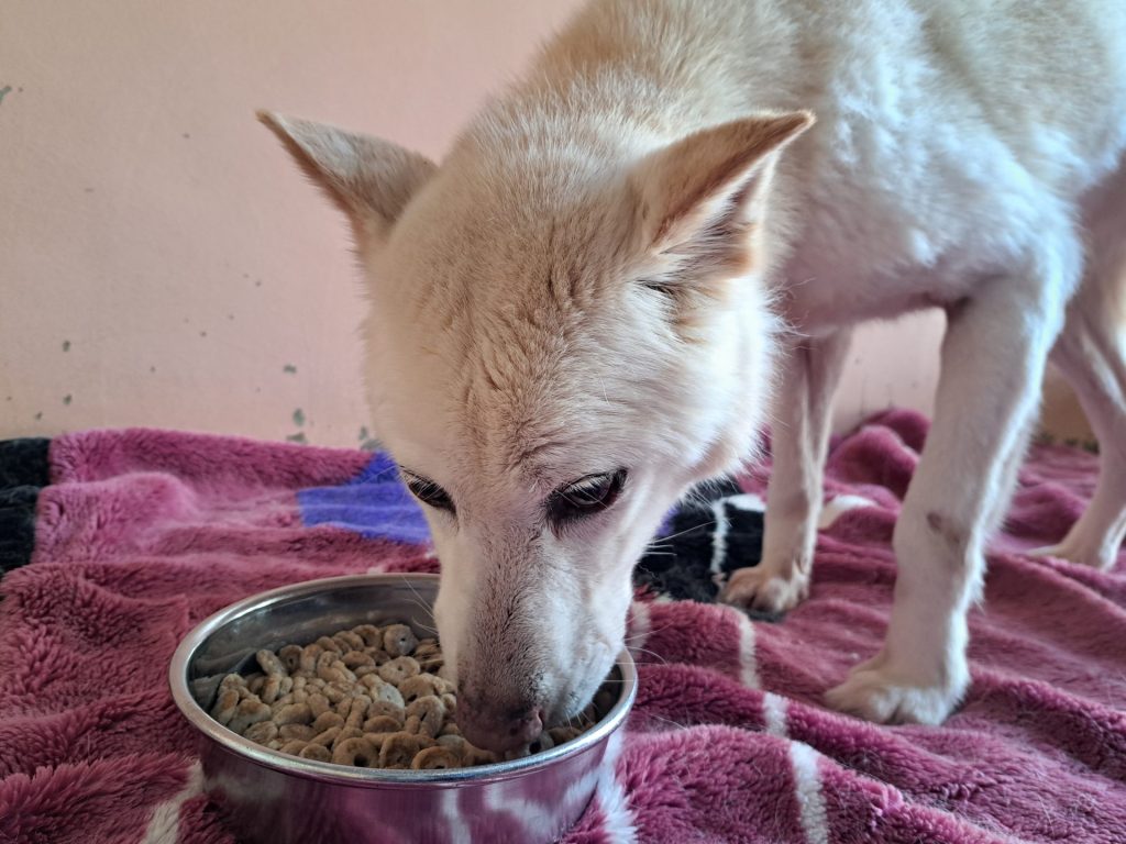 犬の食事回数は1日何回が正解?ライフステージ別の適切な回数と注意点を解説 2 fd01b9f61dd430a6f2c3b5f706a8c0ac