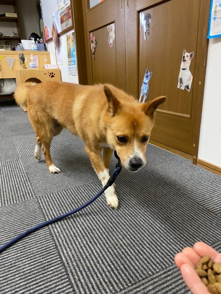 犬の食事回数は1日何回が正解?ライフステージ別の適切な回数と注意点を解説 6 cf63cbe24358eab2cc49c4825c1e6eb8