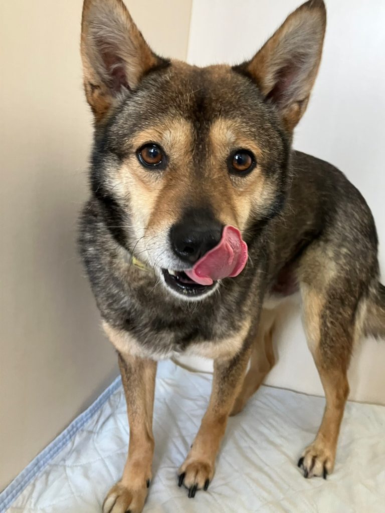 犬の食事回数は1日何回が正解?ライフステージ別の適切な回数と注意点を解説 8 2c6de4ef38b2d653b76d6a4b2c65aaa8