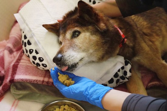 犬の食事回数は1日何回が正解?ライフステージ別の適切な回数と注意点を解説 9 3d2b8d7fd2ecda93d5a6c68a0f13f1d4