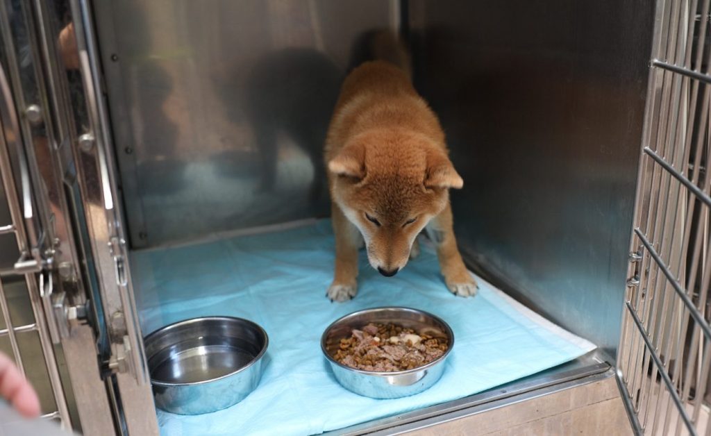 犬の食事回数は1日何回が正解?ライフステージ別の適切な回数と注意点を解説 10 b46efeb24977233aac1df5927b3a3492