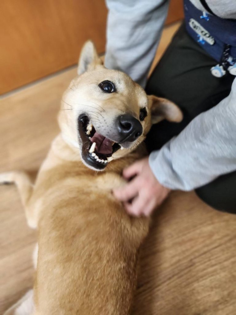 犬の食事回数は1日何回が正解?ライフステージ別の適切な回数と注意点を解説 11 75283942334bf75cbe85df68b1271b16 1