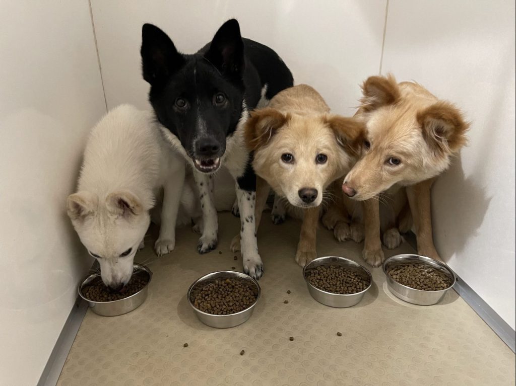 犬の食事回数は1日何回が正解?ライフステージ別の適切な回数と注意点を解説 5 ee2c36bd0d8501a4481b68589735b2b0