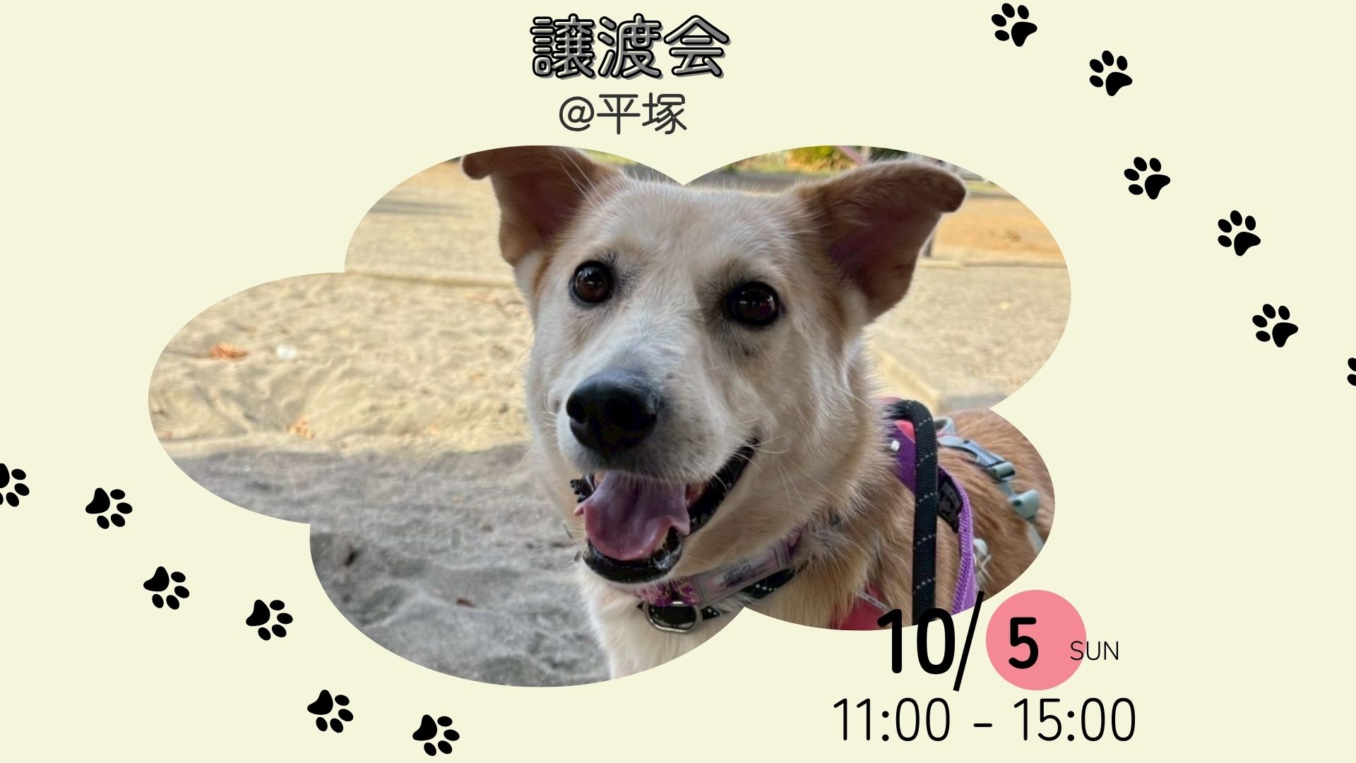 ピースワンコの譲渡会】10/5(日)「保護犬譲渡会@平塚」開催（神奈川