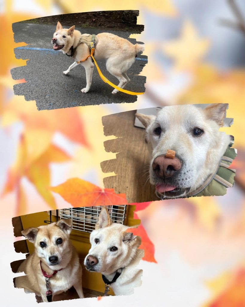 ワンだふるファミリーからの近況報告:2025年9日29日(月曜日) 2 4a6b48853ae71a82ad63d3d82fc1f9af