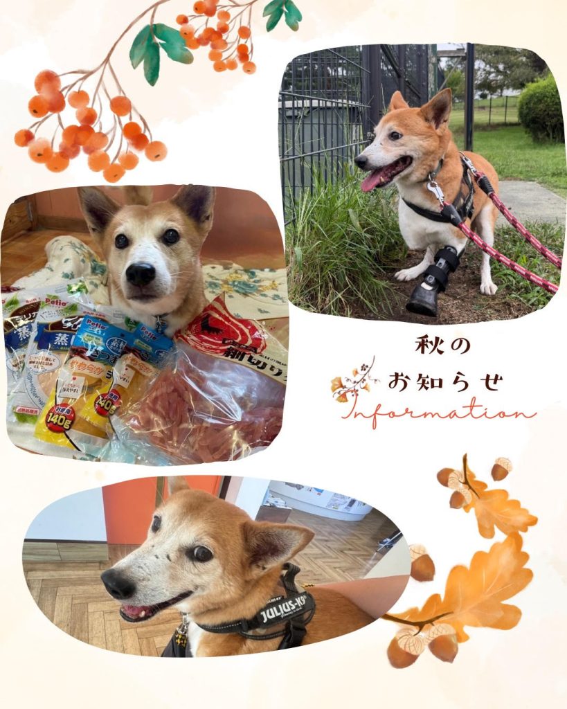 ワンだふるファミリーからの近況報告:2025年9日29日(月曜日) 3 2f36528f22d2f5cb92ad897b24b393c3