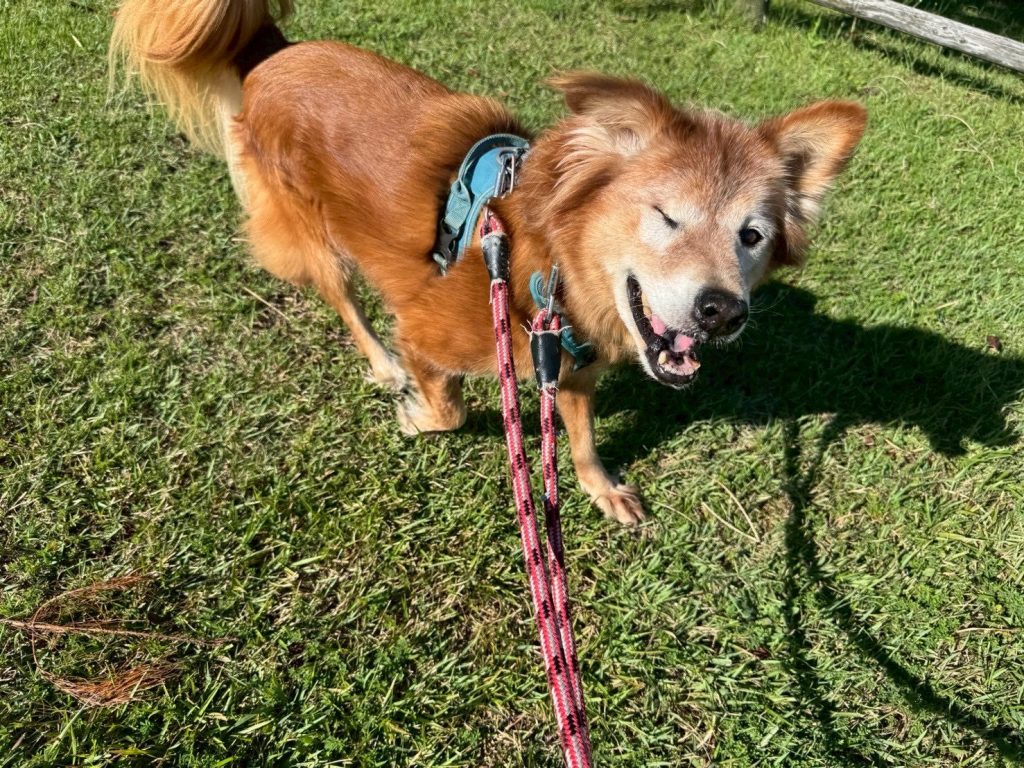 ワンだふるファミリーからの近況報告:2025年9日29日(月曜日) 6 ed515d72354f48c82636ea2b19f7c45c