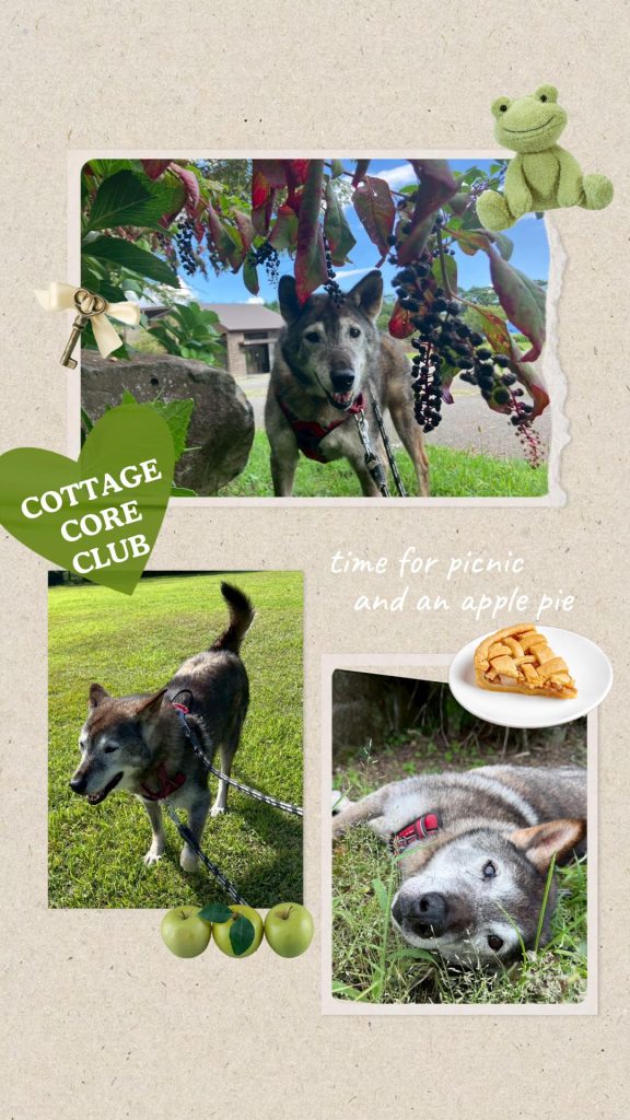 ワンだふるファミリーからの近況報告:2025年9日29日(月曜日) 7 aa5c67357d6ebfeaf568f153f71a94a6