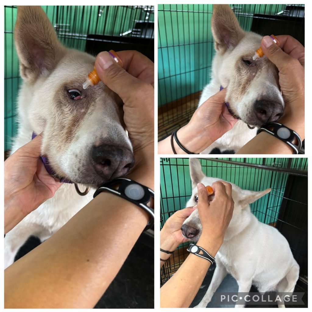 ワンだふるファミリーからの近況報告:2025年9日29日(月曜日) 8 04ff8ff320d30fa16c807a3a58582023