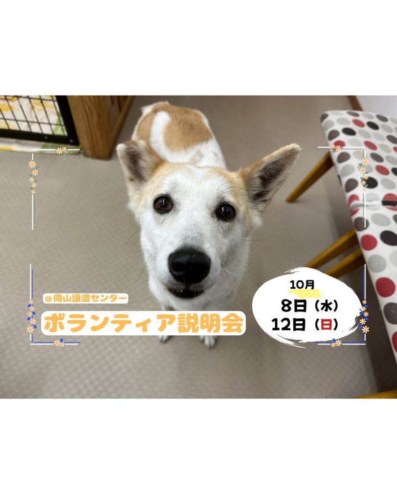 【ピースワンコのイベント】10/12(日)「ボランティア説明会」開催(岡山譲渡センター) 10 4e1ff5e81fb5ca12ad559fd38389ae12