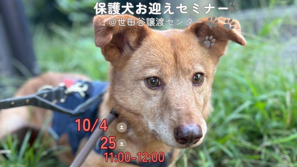 【ピースワンコのイベント】10/25(土)保護犬お迎えセミナー を開催(世田谷譲渡センター) 3 6d0ed88ea97d3f1033489beb91fe7a8d