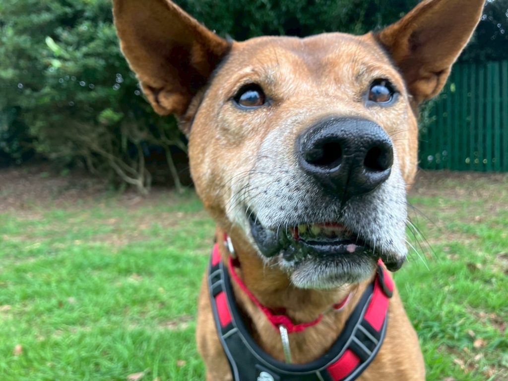 ワンだふるファミリーからの近況報告:2025年9日29日(月曜日) 9 f866fcf8f11266e5829af2763d3ce9d4