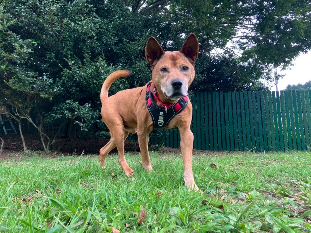 ワンだふるファミリーからの近況報告:2025年9日29日(月曜日) 10 25896b1b8e0a53ead74093f3bdeb1085