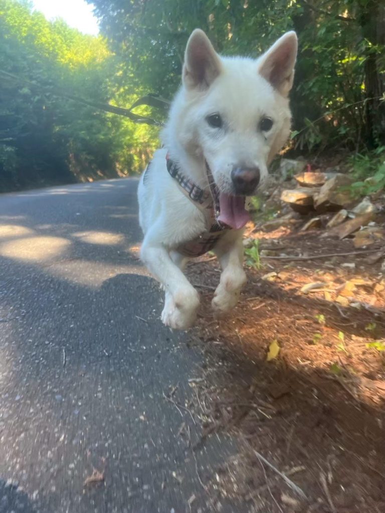 ワンだふるファミリーからの近況報告:2025年9日29日(月曜日) 11 a979f8638c437a458d5a49abd9a6d310