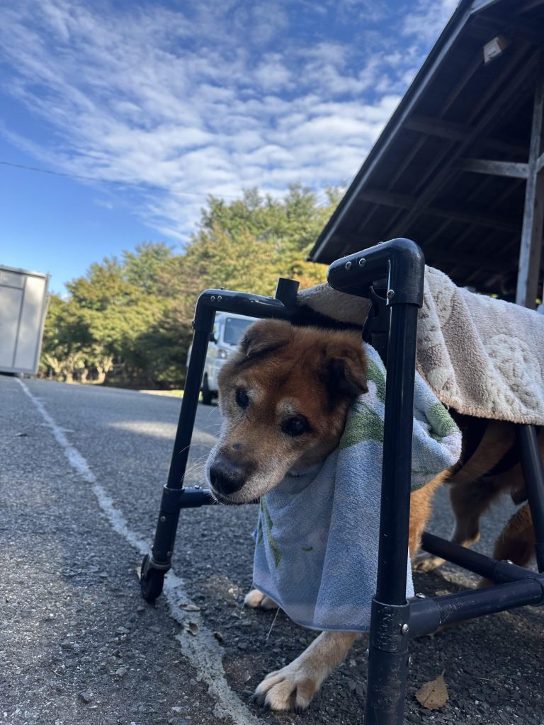 ワンだふるファミリーからの近況報告:2025年9日29日(月曜日) 12 4c2034e548af261e721867cf15c4373b