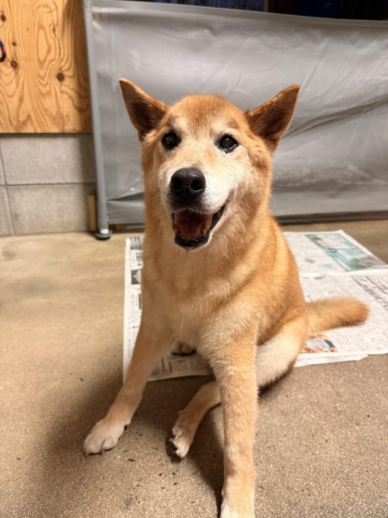 ワンだふるファミリーからの近況報告:2025年9日29日(月曜日) 14 597737f9af87d0b1b6bf49fa60429ea8