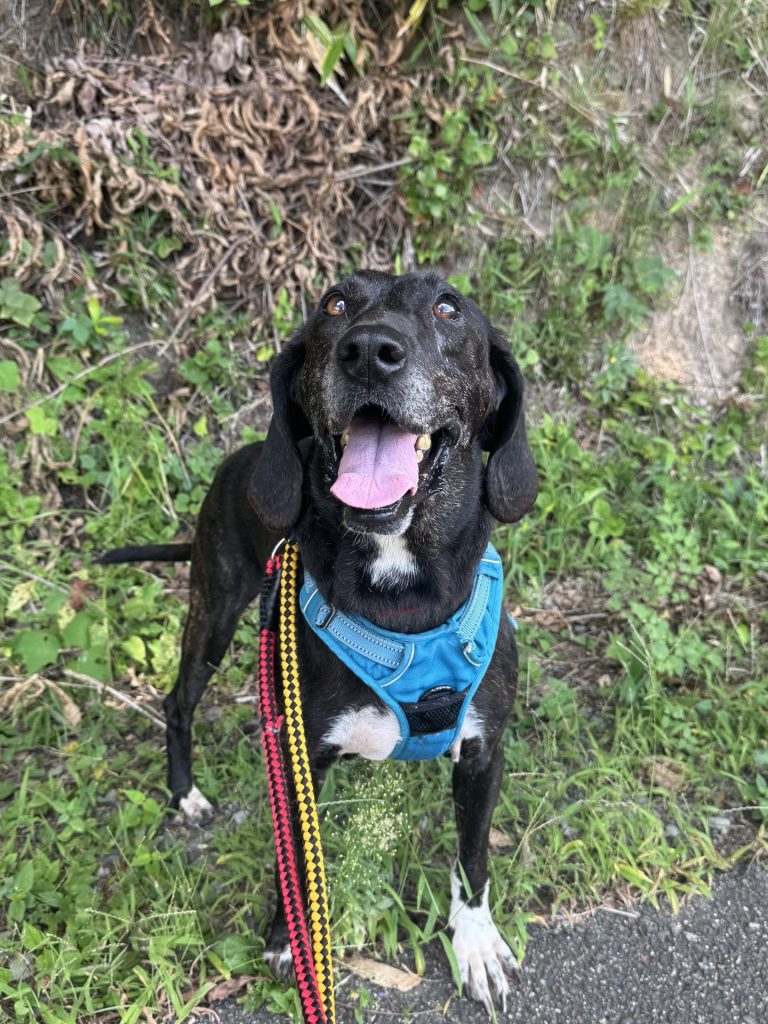 ワンだふるファミリーからの近況報告:2025年9日29日(月曜日) 16 b9fa6990791885d41075a5ff334a53a6