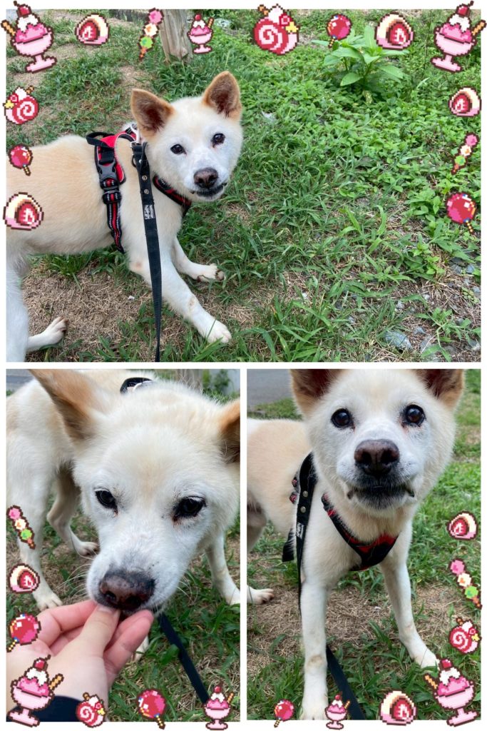 ワンだふるファミリーからの近況報告:2025年9日29日(月曜日) 17 f830151364795ad6a24d1fb15b06f074