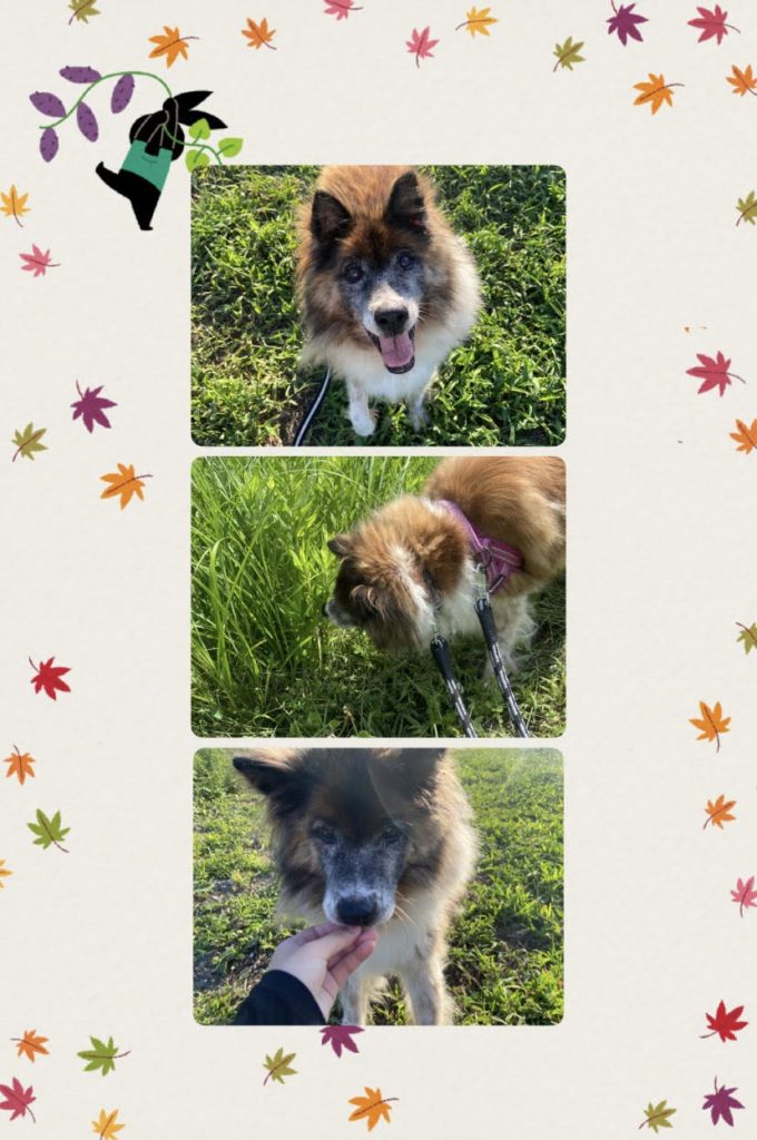 ワンだふるファミリーからの近況報告:2025年9日29日(月曜日) 18 9dc934e9d73fad756ad230877882ac18